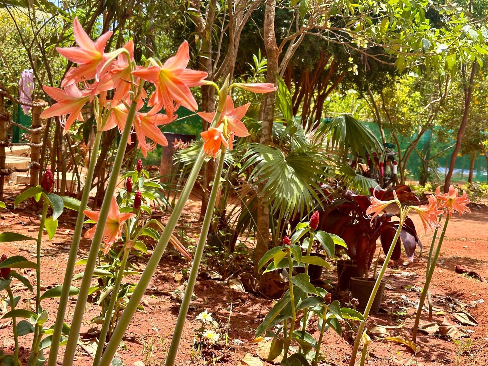 Lotus Garden Guest House Auroville Esterno foto